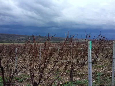 Domaine Dominique Gruhier — Établissement vinicole à Épineuil