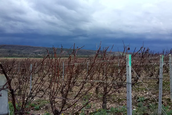 Domaine Dominique Gruhier, Établissement vinicole à Épineuil — Cabinet