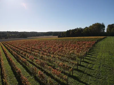Domaine du Chasne — Vignoble à Beautheil-Saints