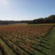 Domaine du Chasne