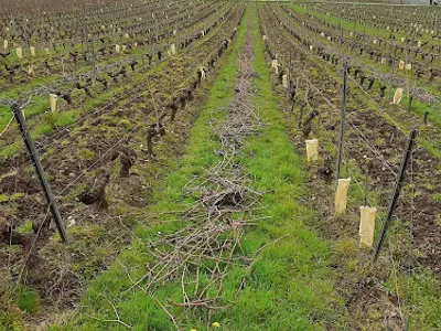 Domaine du Gerfaut — Établissement vinicole à Chalonnes-sur-Loire