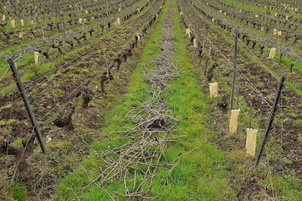 Domaine du Gerfaut, Établissement vinicole à Chalonnes-sur-Loire — Cabinet