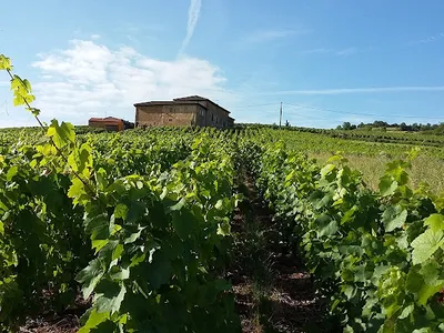 Domaine du Guelet — Établissement vinicole à Rivolet