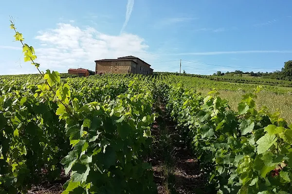 Domaine du Guelet, Établissement vinicole à Rivolet — Cabinet
