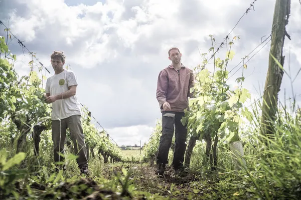 DOMAINE DU MORTIER CYRIL ET FABIEN BOISARD, Établissement vinicole à Saint-Nicolas-de-Bourgueil — Cabinet