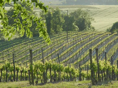 Domaine du Siorac — Établissement vinicole à Saint-Aubin-de-Cadelech