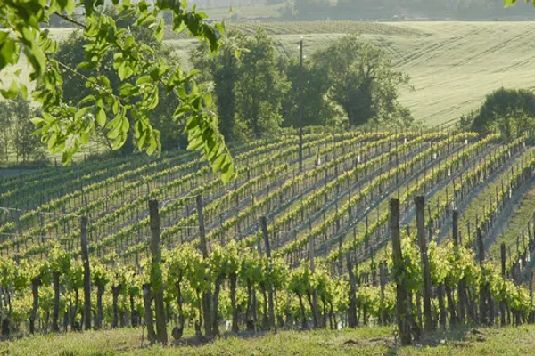 Domaine du Siorac, Établissement vinicole à Saint-Aubin-de-Cadelech — Cabinet