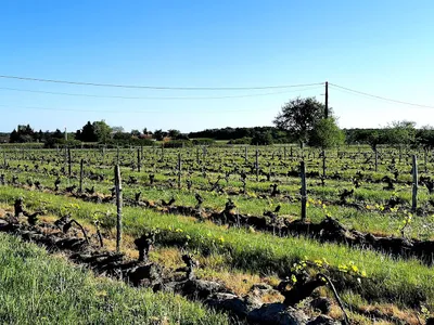 Domaine du Vardet — Établissement vinicole à Mont-près-Chambord