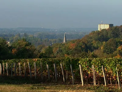 Domaine du Vieil Orme — Établissement vinicole à Saint-Julien-de-Chédon