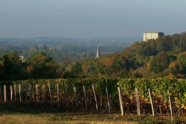Domaine du Vieil Orme, Établissement vinicole à Saint-Julien-de-Chédon — Cabinet