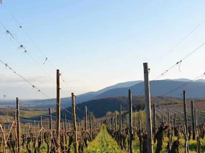 Domaine Eric Rominger — Établissement vinicole à Westhalten