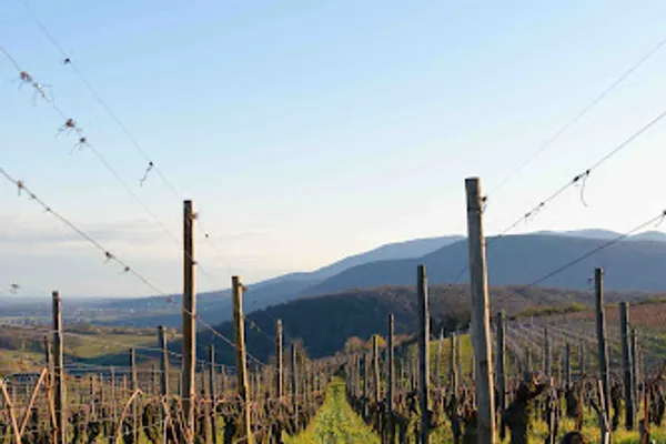 Domaine Eric Rominger, Établissement vinicole à Westhalten — Cabinet