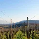 Domaine Eric Rominger