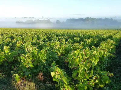 Domaine Haute Févrie — Établissement vinicole à Maisdon-sur-Sèvre