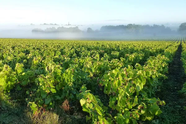 Domaine Haute Févrie, Établissement vinicole à Maisdon-sur-Sèvre — Cabinet