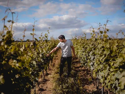 Domaine La Bouche du Roi — Établissement vinicole à Davron