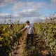 Domaine La Bouche du Roi