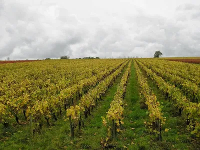 Domaine Landron Chartier — Établissement vinicole à Ancenis-Saint-Géréon
