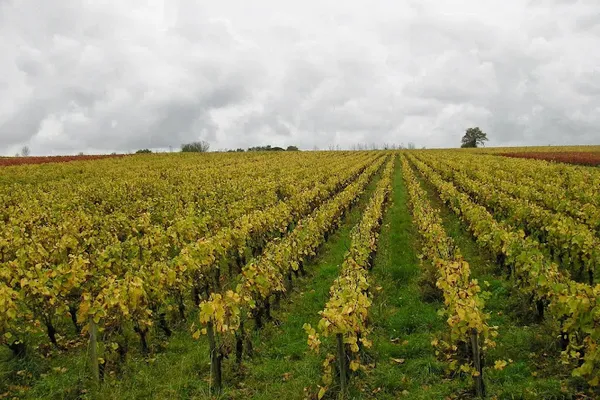 Domaine Landron Chartier, Établissement vinicole à Ancenis-Saint-Géréon — Cabinet