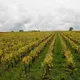 Domaine Landron Chartier
