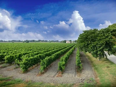 Domaine Mas de Rey — Établissement vinicole à Arles