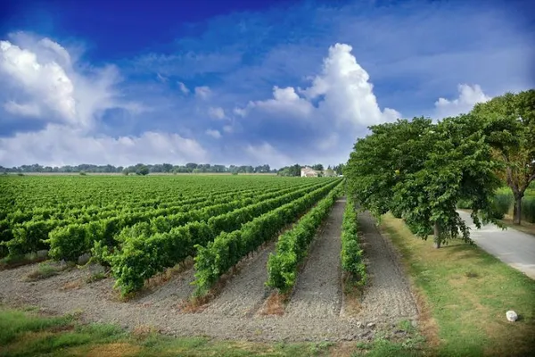 Domaine Mas de Rey, Établissement vinicole à Arles — Cabinet