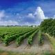 Domaine Mas de Rey