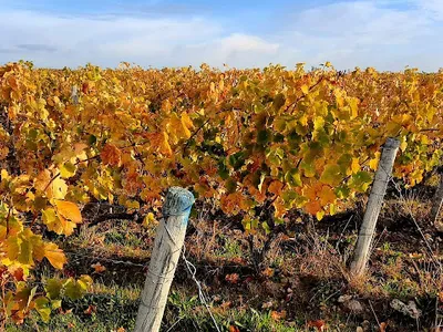 DOMAINE MOSNY — Établissement vinicole à Saint-Martin-le-Beau