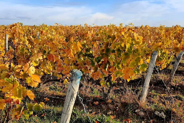 DOMAINE MOSNY, Établissement vinicole à Saint-Martin-le-Beau — Cabinet