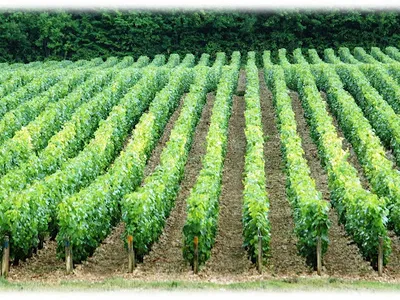 Domaine Nathalie et Gilles Fèvre — Établissement vinicole à Fontenay-près-Chablis