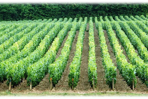Domaine Nathalie et Gilles Fèvre, Établissement vinicole à Fontenay-près-Chablis — Cabinet