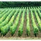 Domaine Nathalie et Gilles Fèvre