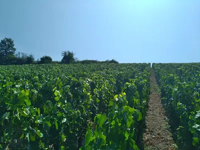 Domaine Perrette — Établissement vinicole à Étaule