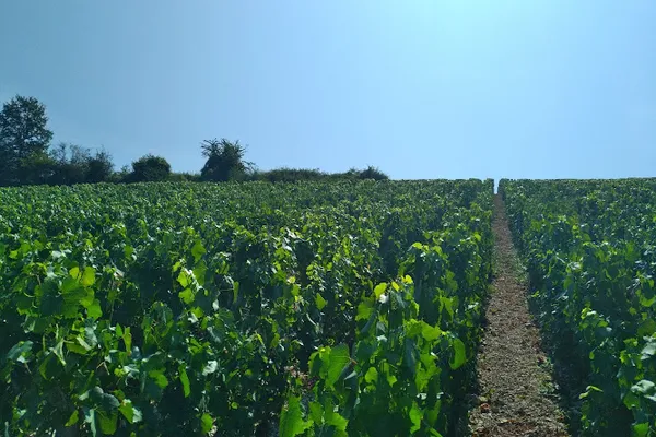 Domaine Perrette, Établissement vinicole à Étaule — Cabinet