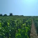 Domaine Perrette