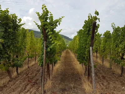 Domaine Pierre Adam | Vins d'Alsace — Vignoble à Ammerschwihr