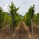 Domaine Pierre Adam | Vins d'Alsace