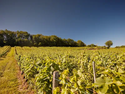 Domaine Rolet — Établissement vinicole à Arbois