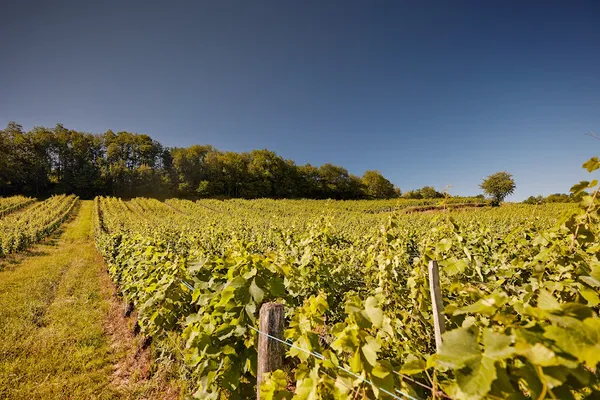 Domaine Rolet, Établissement vinicole à Arbois — Cabinet