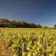 Domaine Rolet