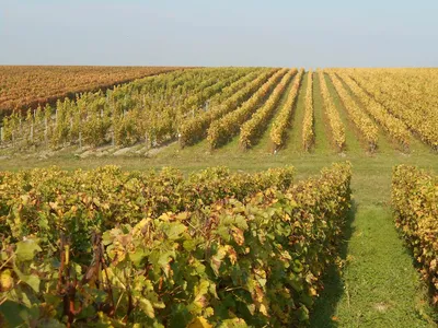 Domaine Sauvete — Établissement vinicole, Attraction touristique à Monthou-sur-Cher