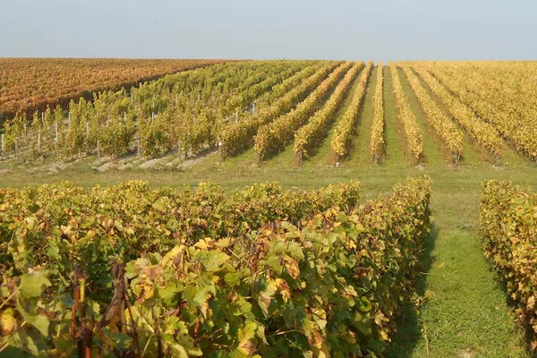 Domaine Sauvete, Établissement vinicole, Attraction touristique à Monthou-sur-Cher — Cabinet