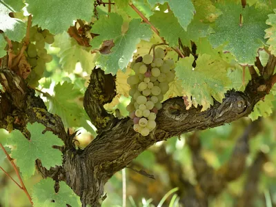 Domaine Sylvain Gaudron — Établissement vinicole à Vernou-sur-Brenne