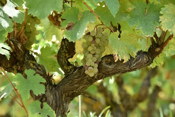 Domaine Sylvain Gaudron, Établissement vinicole à Vernou-sur-Brenne — Cabinet