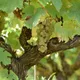 Domaine Sylvain Gaudron