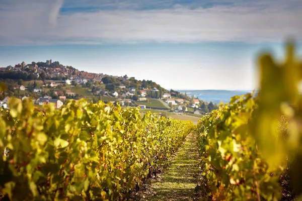 Domaine Vacheron Vignerons, Établissement vinicole à Sancerre — Cabinet