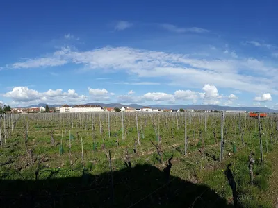 Domaine Viticole de la Ville de Colmar — Cave à vins à Colmar