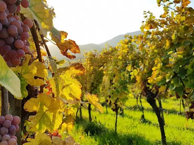Domaine Yves Amberg - Viticulteur biologique — attractions à Epfig