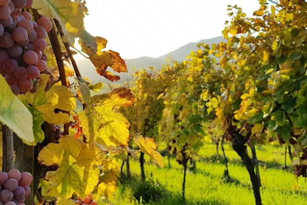 Domaine Yves Amberg - Viticulteur biologique, attractions à Epfig — Cabinet