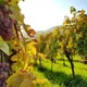 Domaine Yves Amberg - Viticulteur biologique